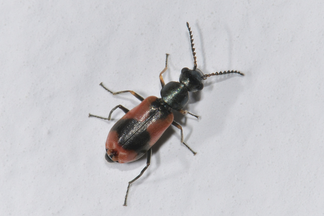 Malachiidae: Anthocomus equestris?  S, maschio